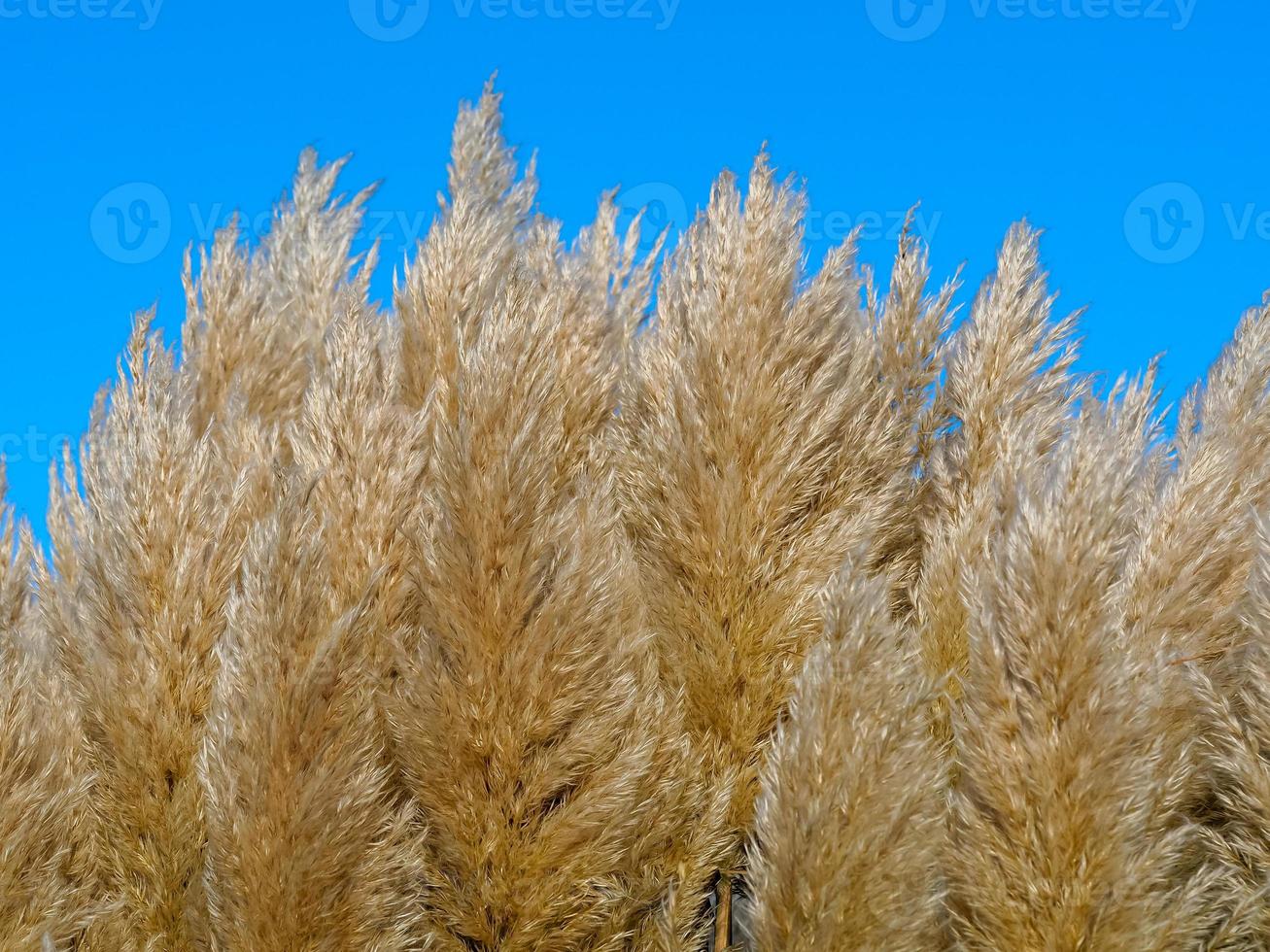 morbida erba della pampa foto