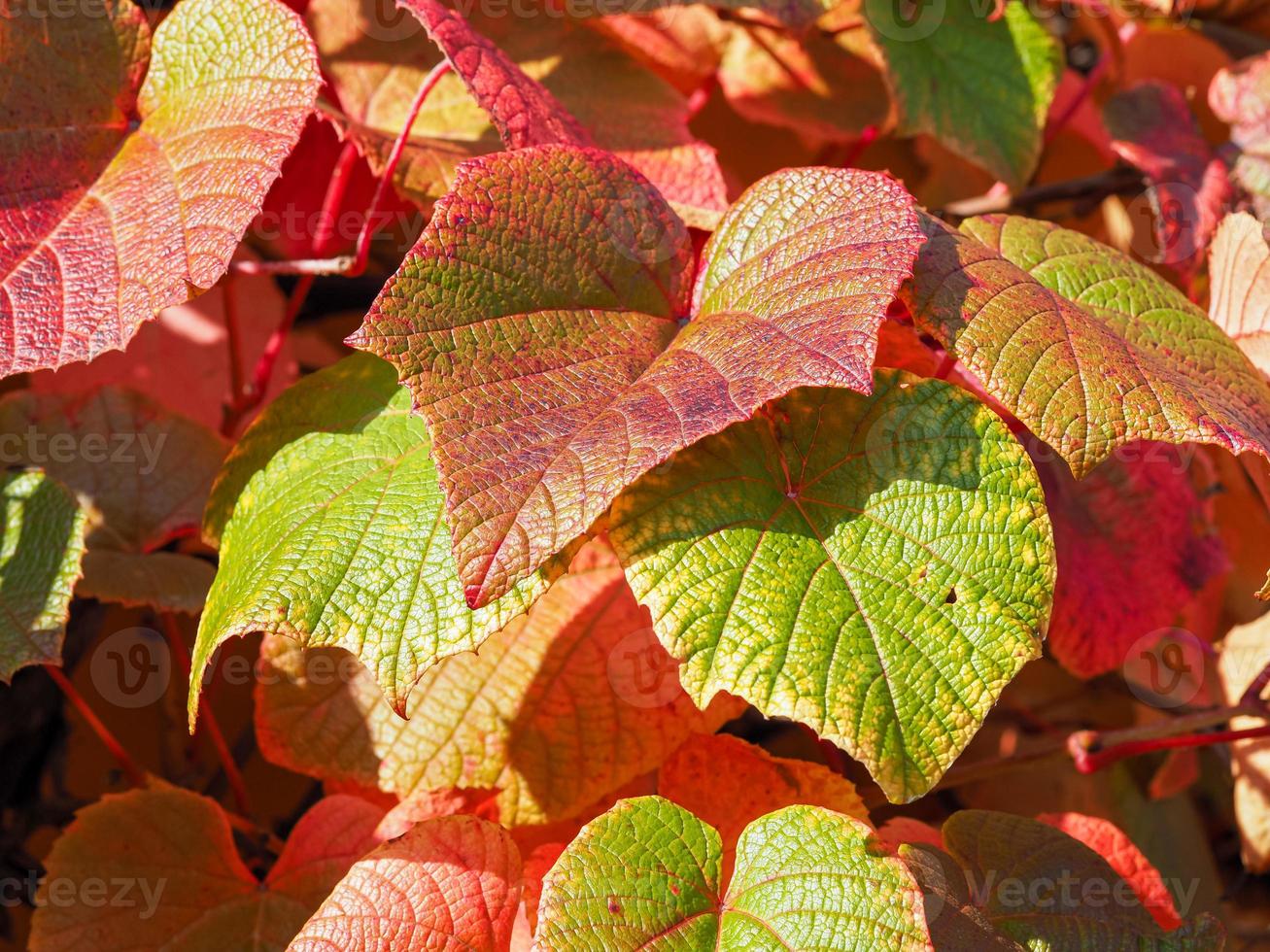 foglie di vite rosse e verdi foto