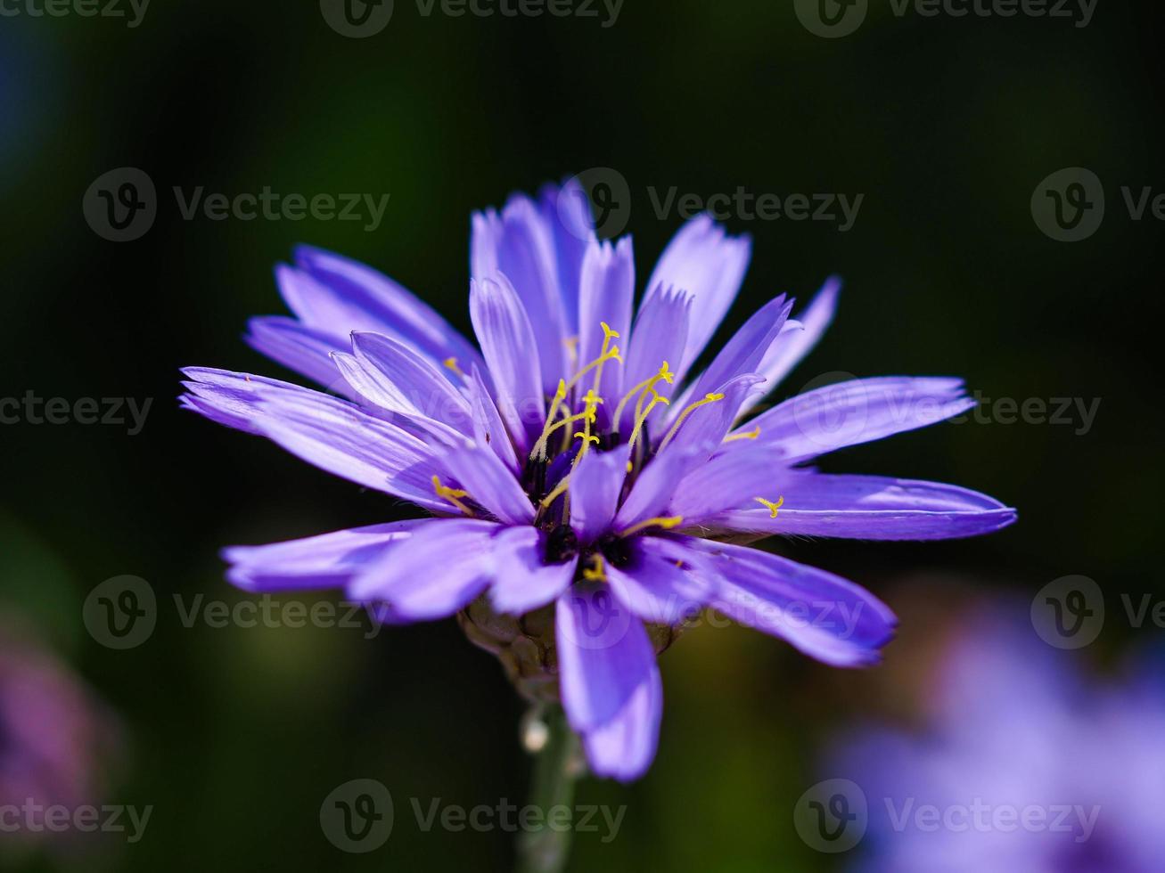 fiore di cicoria viola foto