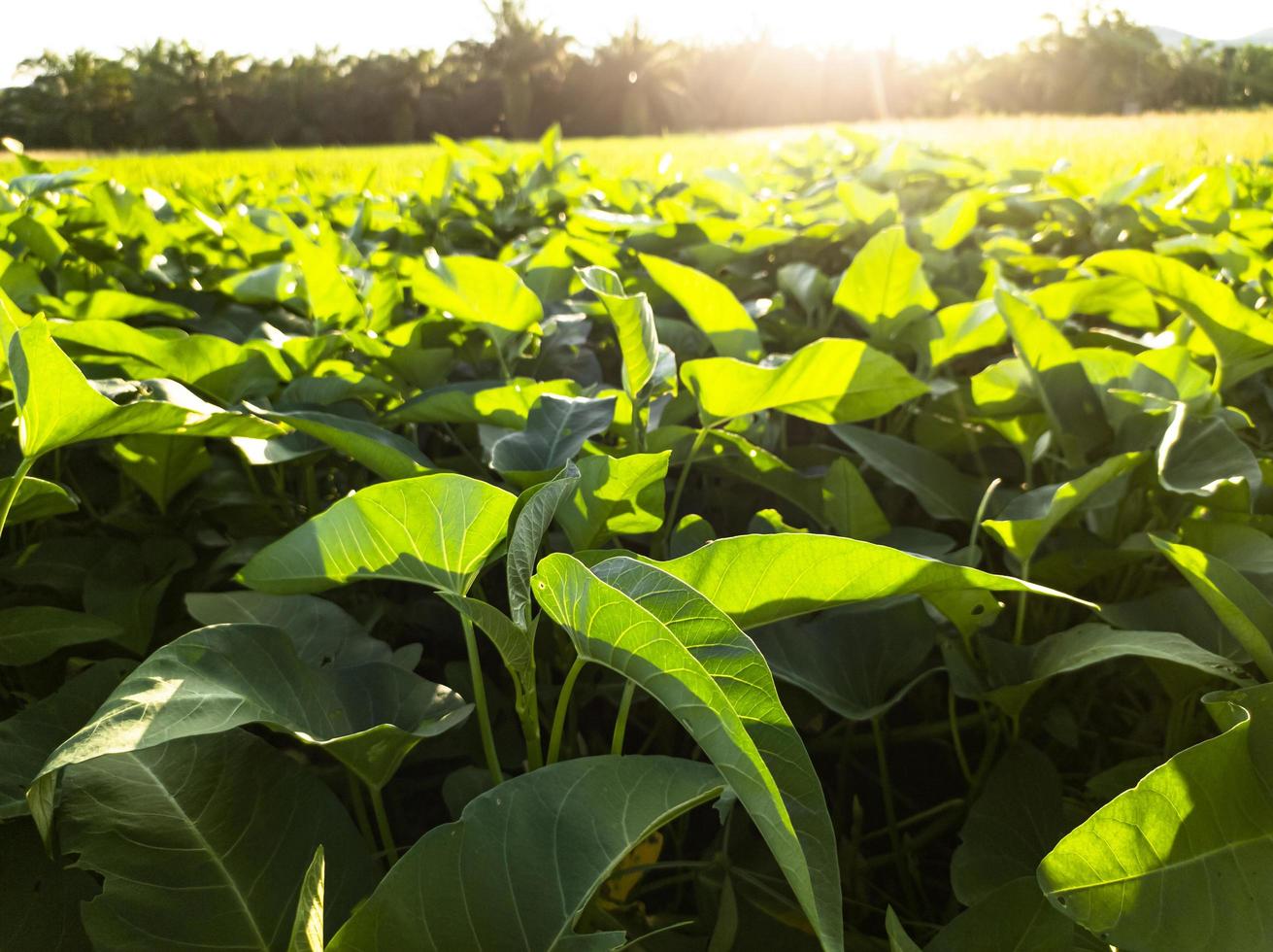 kangkung verdura impianti nel il giardino con luce del sole foto