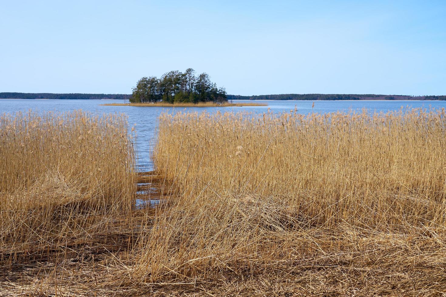 piante secche sulla costa del Mar Baltico in Finlandia in primavera. foto