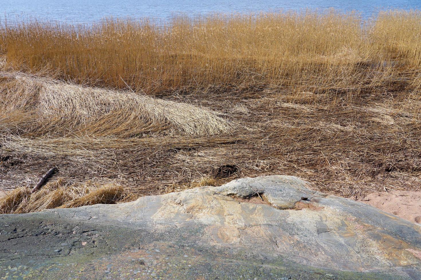 piante secche sulla costa del Mar Baltico in Finlandia in primavera. foto