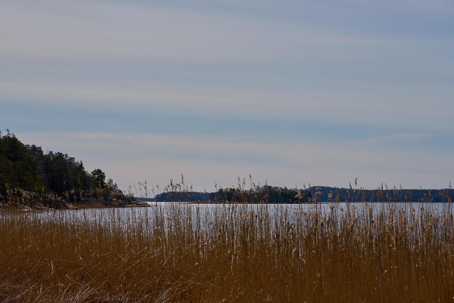 piante secche sulla costa del Mar Baltico in Finlandia in primavera. foto