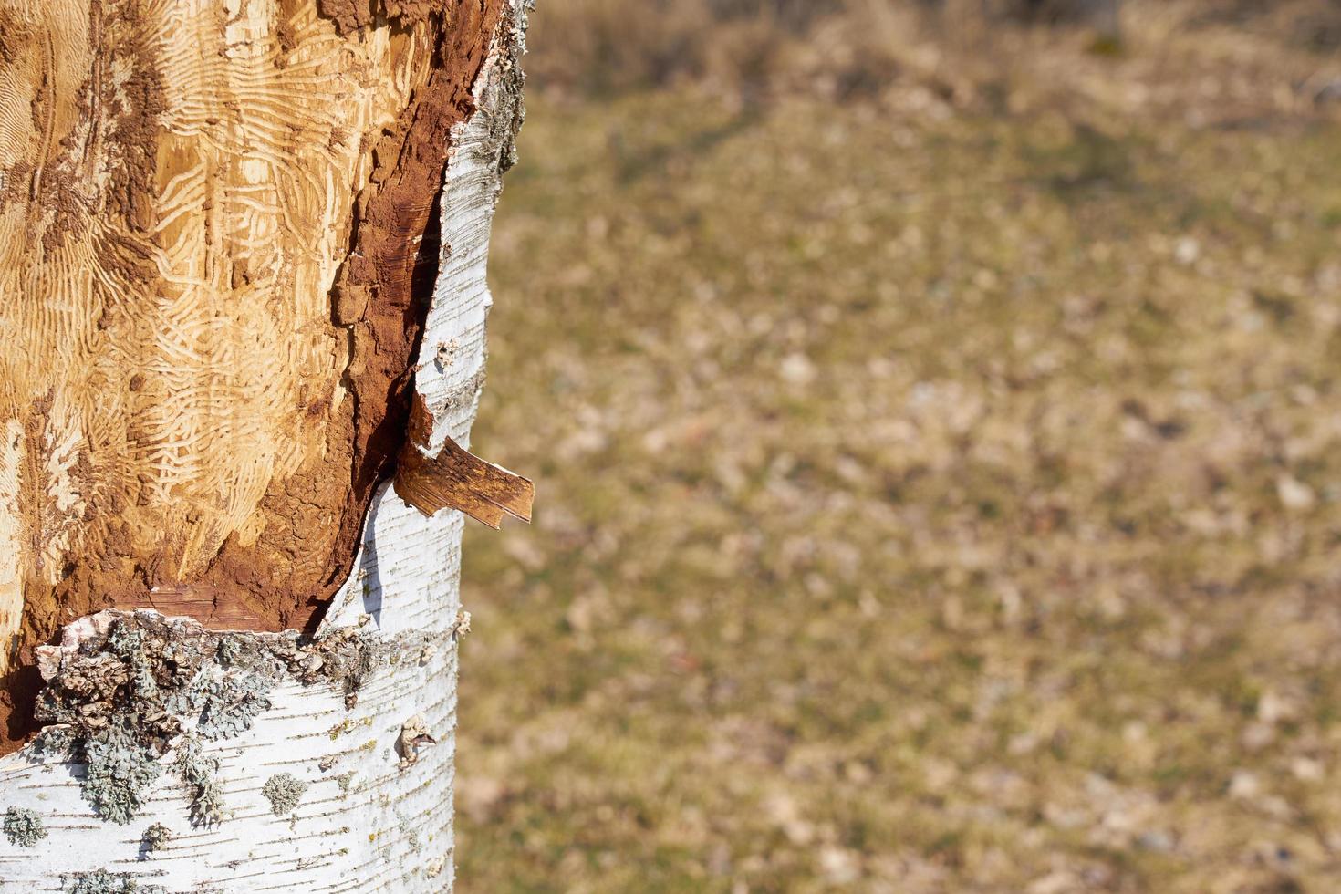 tronco di betulla infettato da insetti alla luce del giorno in primavera. foto