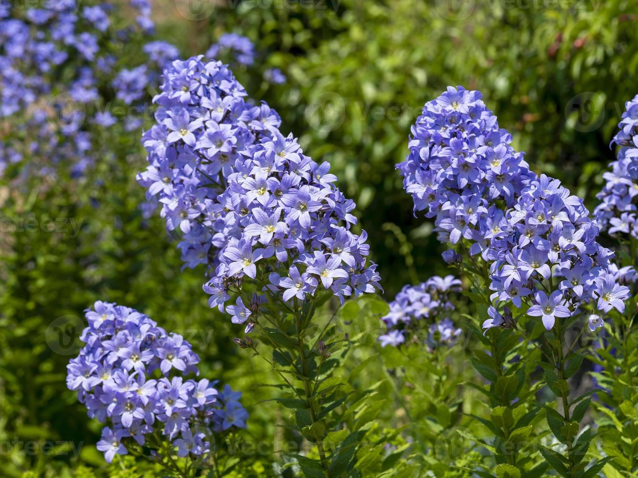 Phlox blu fioritura in un giardino foto