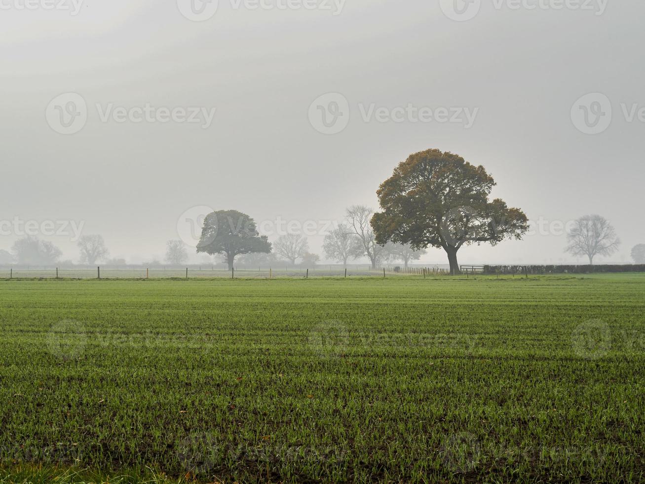 alberi e campo erboso in una mattina nebbiosa foto