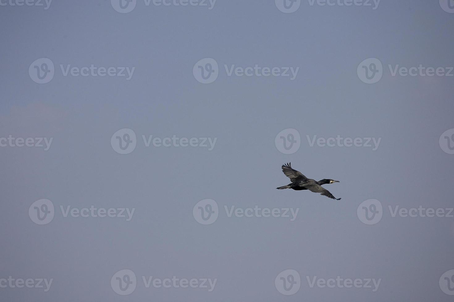 nero cormorano uccello nel volo su un' sfondo di il blu senza nuvole cielo foto