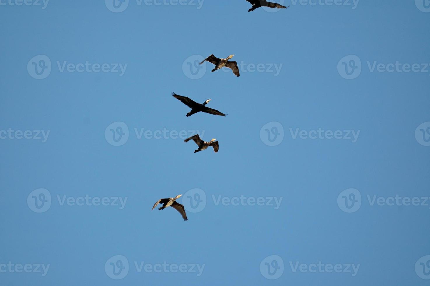 uccello su cielo foto