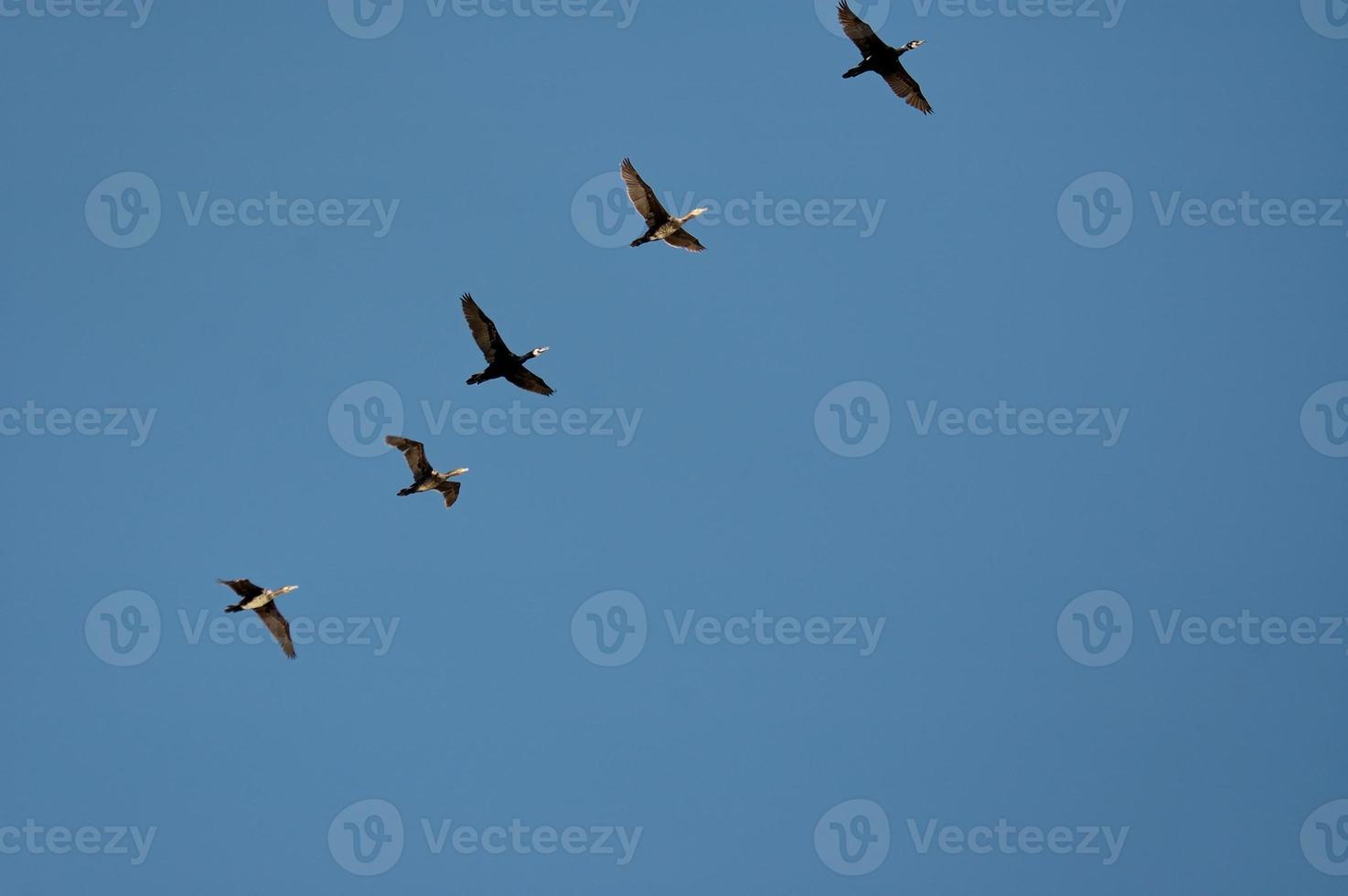 uccello su cielo foto