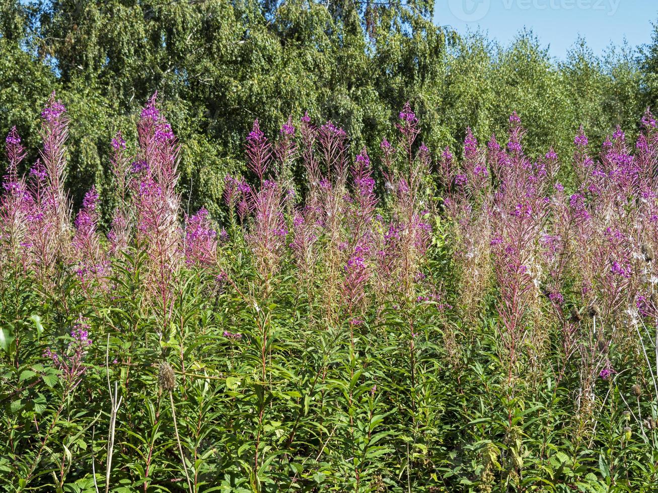 rosebay willow herb fioritura in tarda estate foto