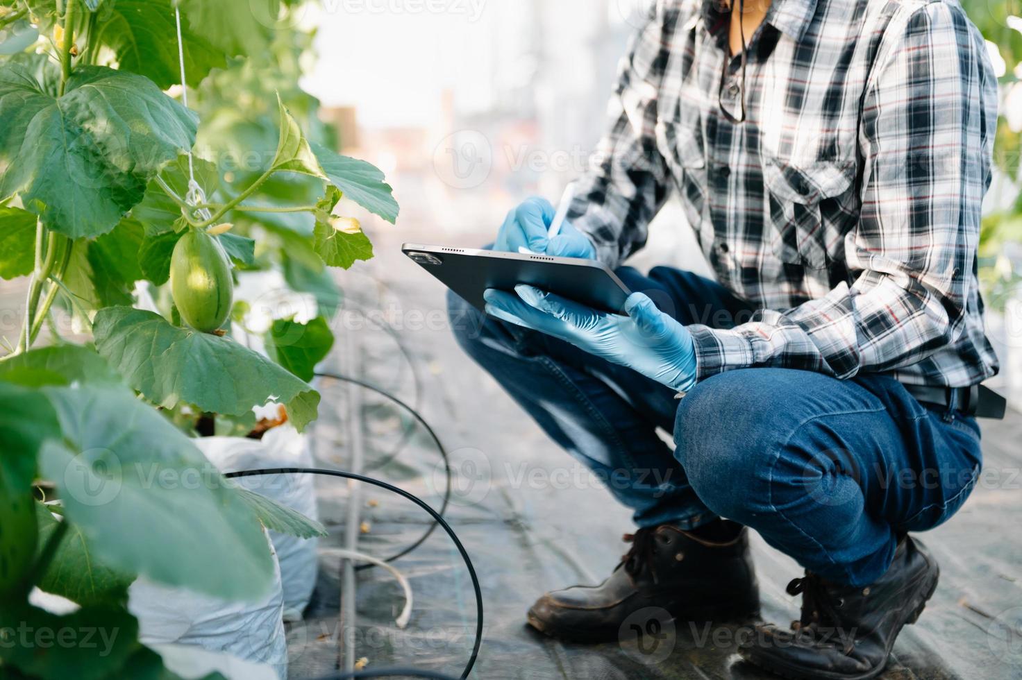 agricoltura usi produzione controllo compresse per tenere sotto controllo qualità verdure e pomodoro a serra. inteligente contadino utilizzando un' tecnologia foto