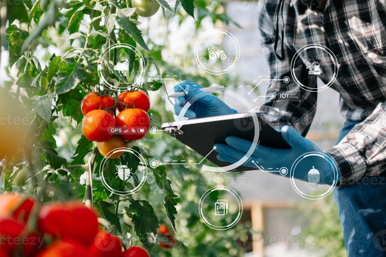 contadino uomo Guardando biologico pomodori nel serra, agricoltori Lavorando inteligente agricoltura foto