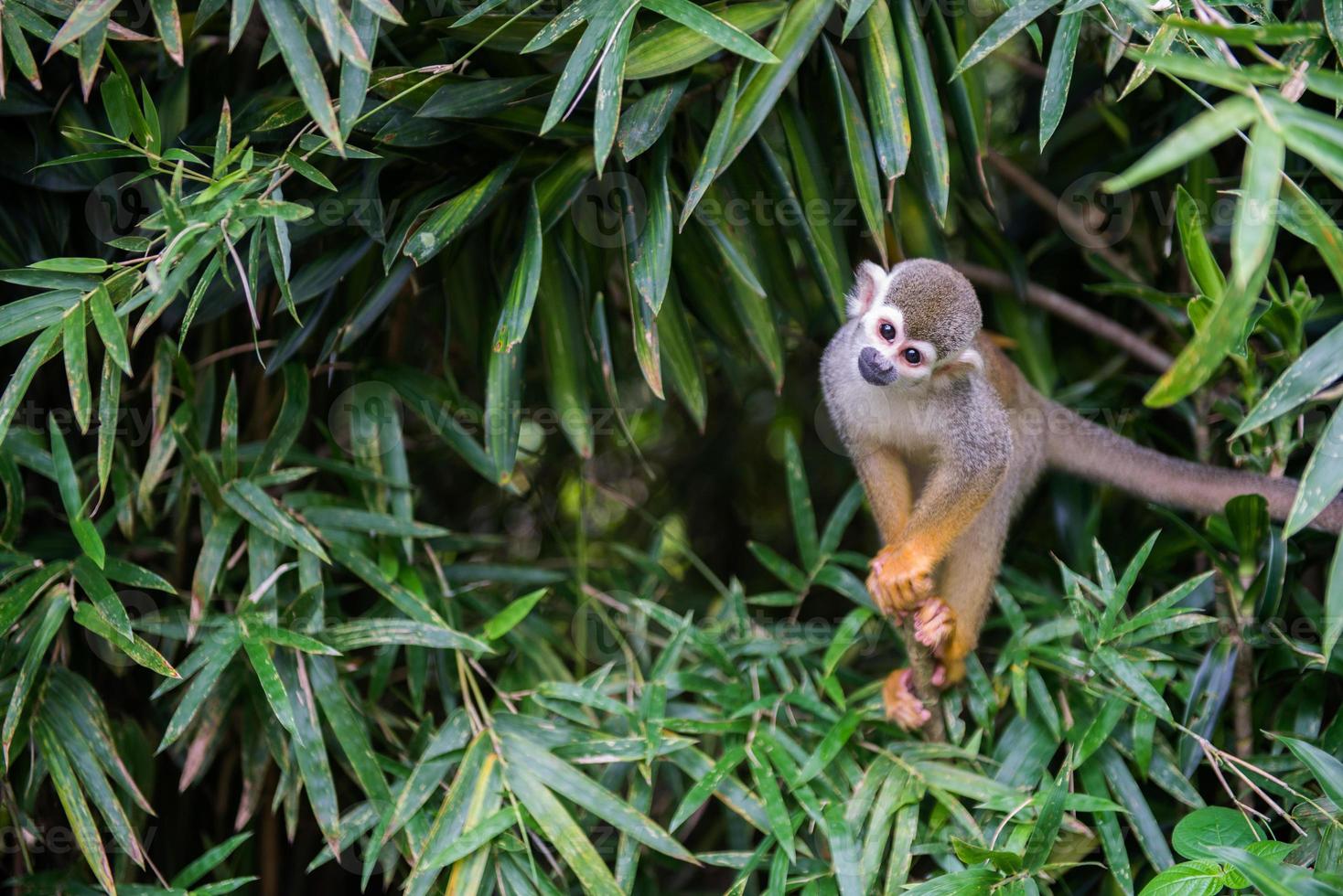 scoiattolo scimmia su il albero foto