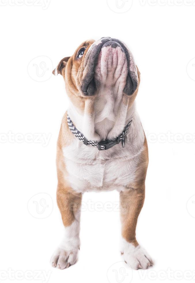 inglese bulldog guardare su foto