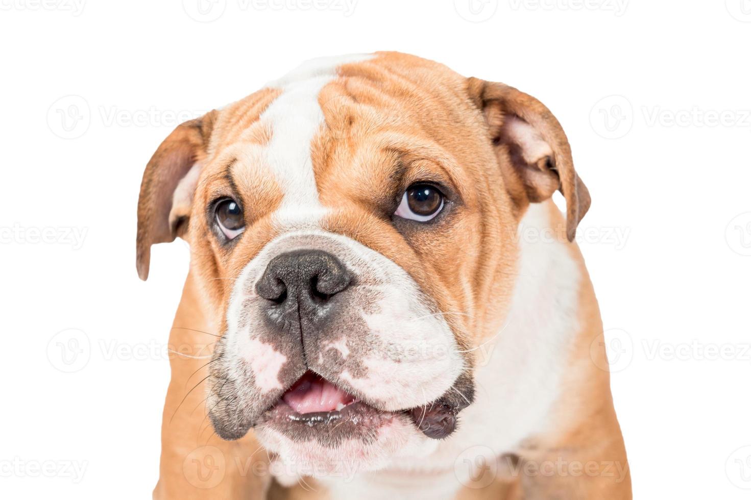 carino inglese bulldog cane avvicinamento foto