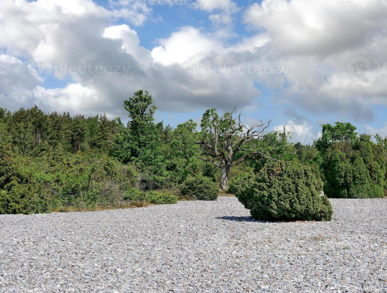 pietra focaia i campi su ruegen vicino per mukran, baltico mare, meclemburgo-pomerania anteriore, germania foto