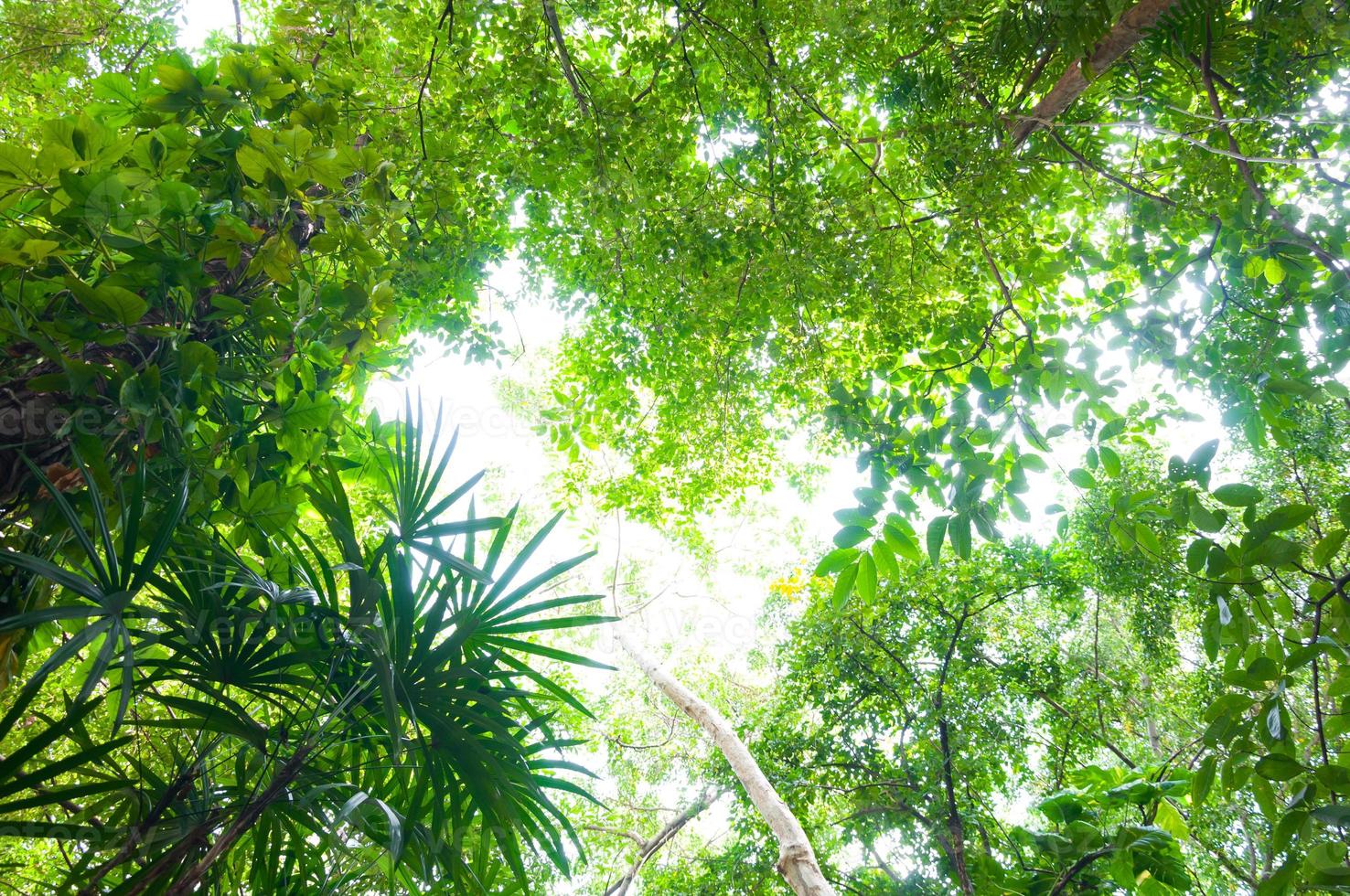 fresco verde foresta, Basso angolo vista, foglia sfondo, bellissimo verde foresta per sfondo foto