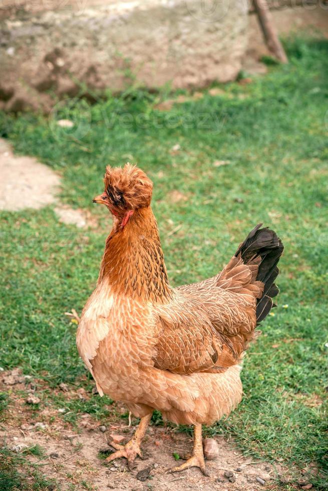 pollo con divertente capelli foto