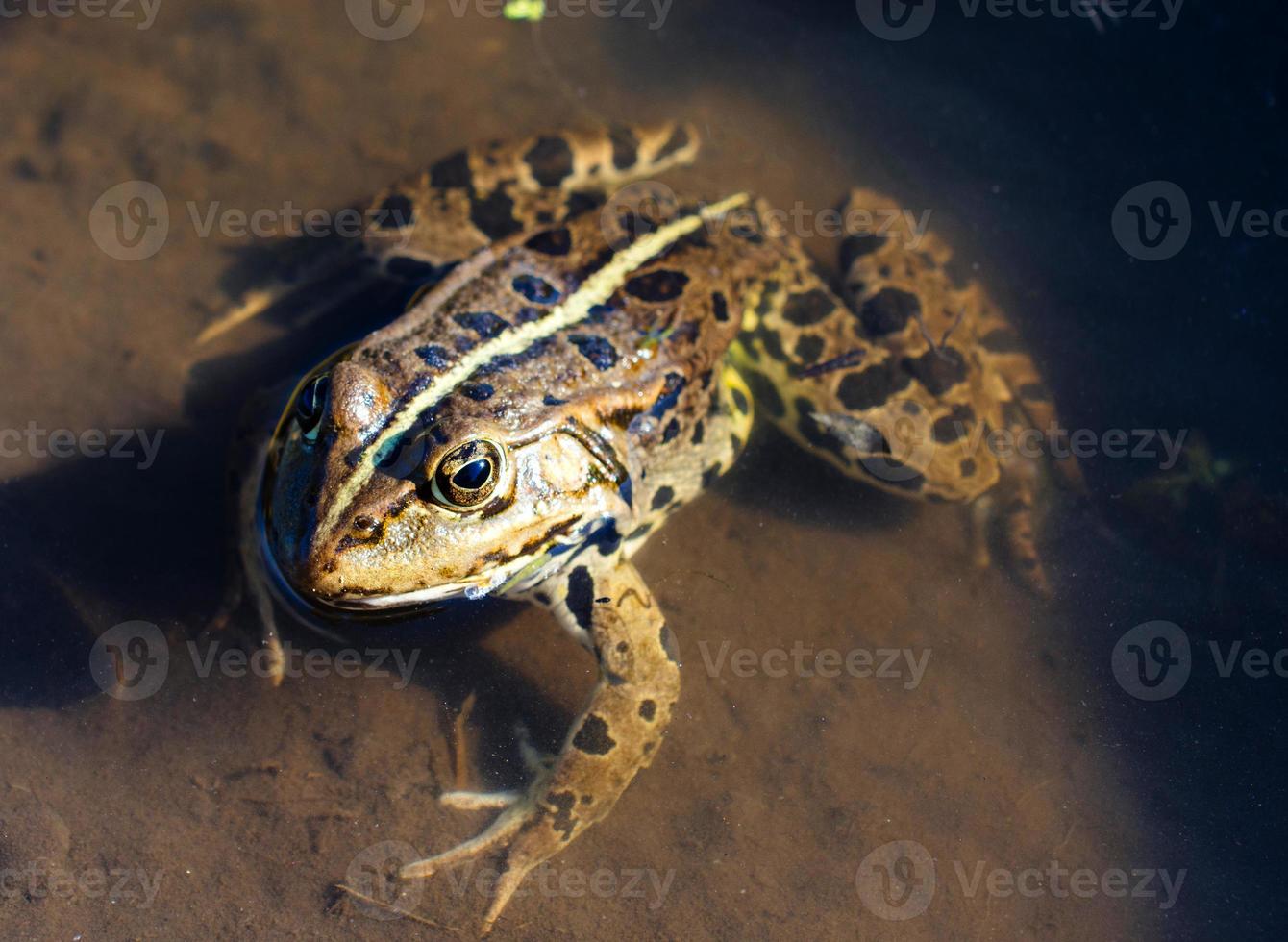 vicino su per rana foto