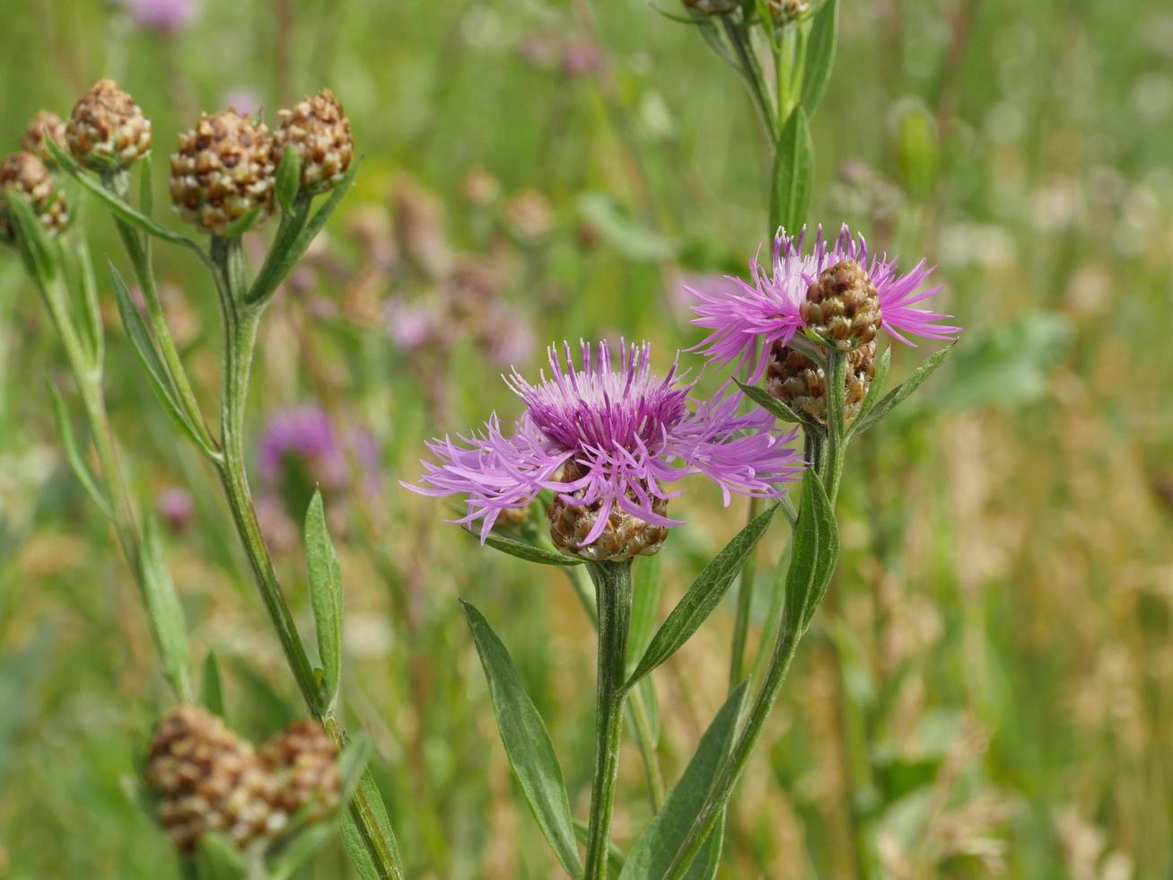 soffici fiordalisi fiori di campo in un prato verde foto