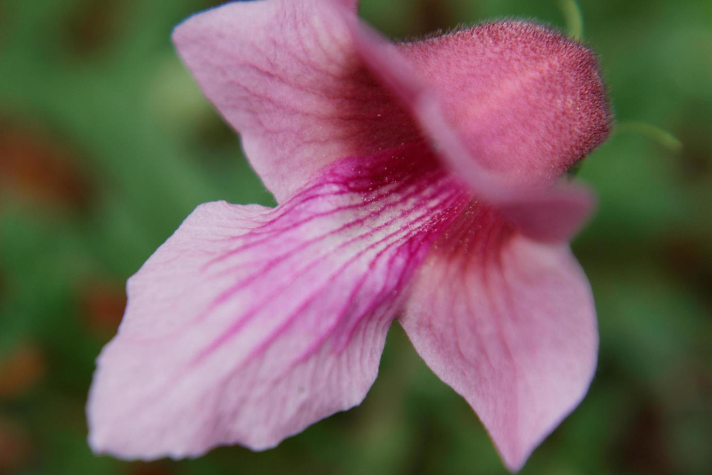 dicerocaryum eriocarpum fiore vicino foto