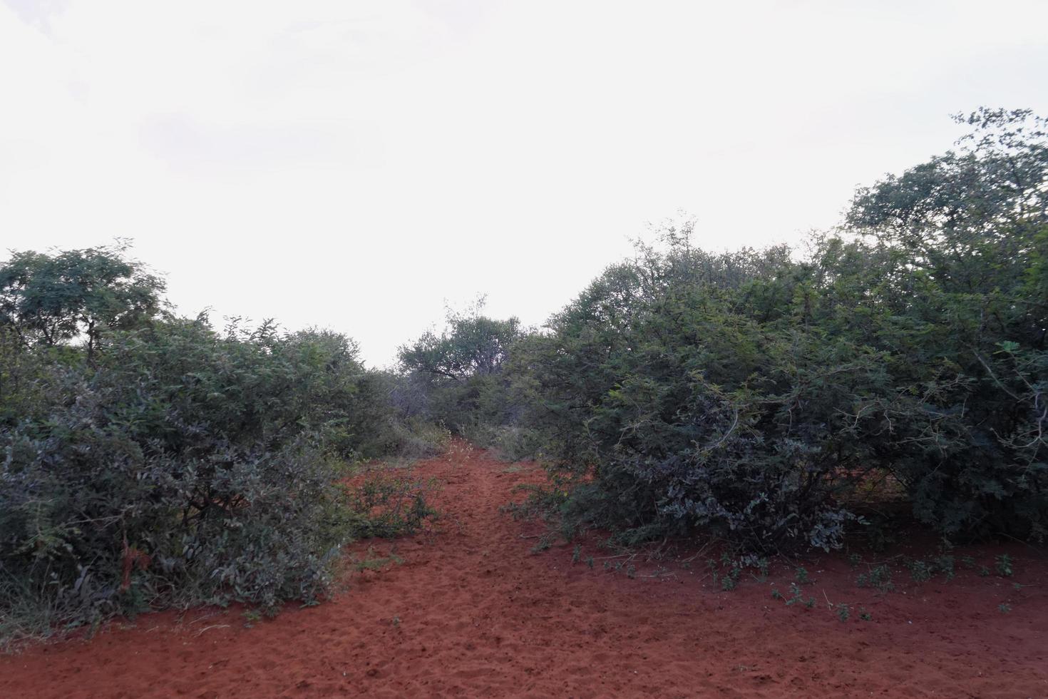 sentiero nel bushveld a falce foto