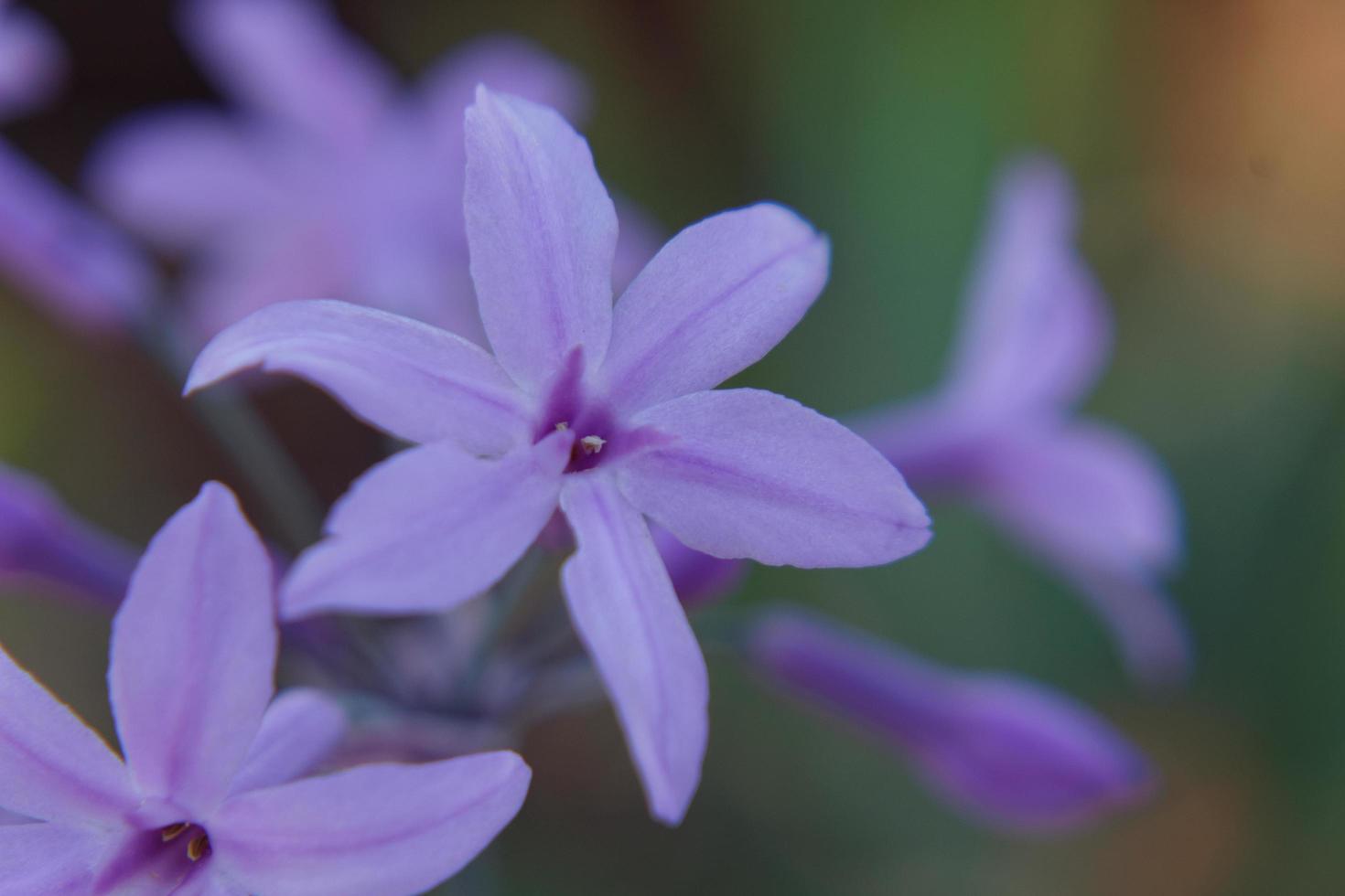 fiori di campo viola chiaro foto