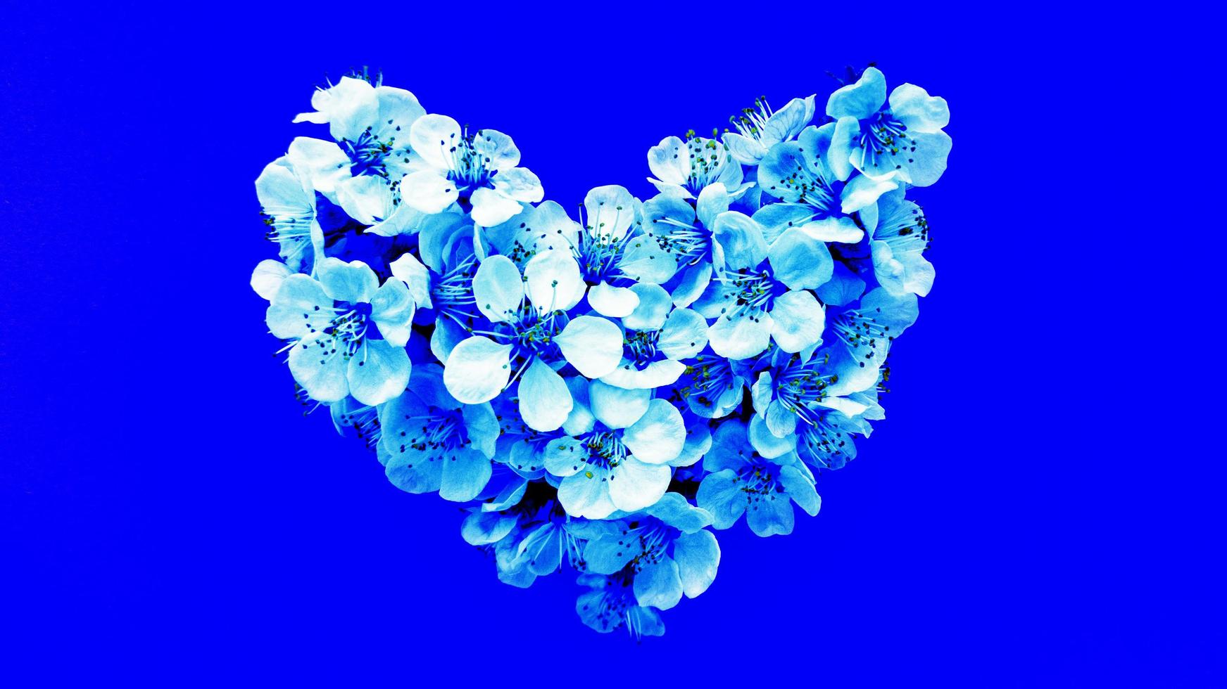 fiori a forma di cuore su sfondo blu. fotografia stock. foto