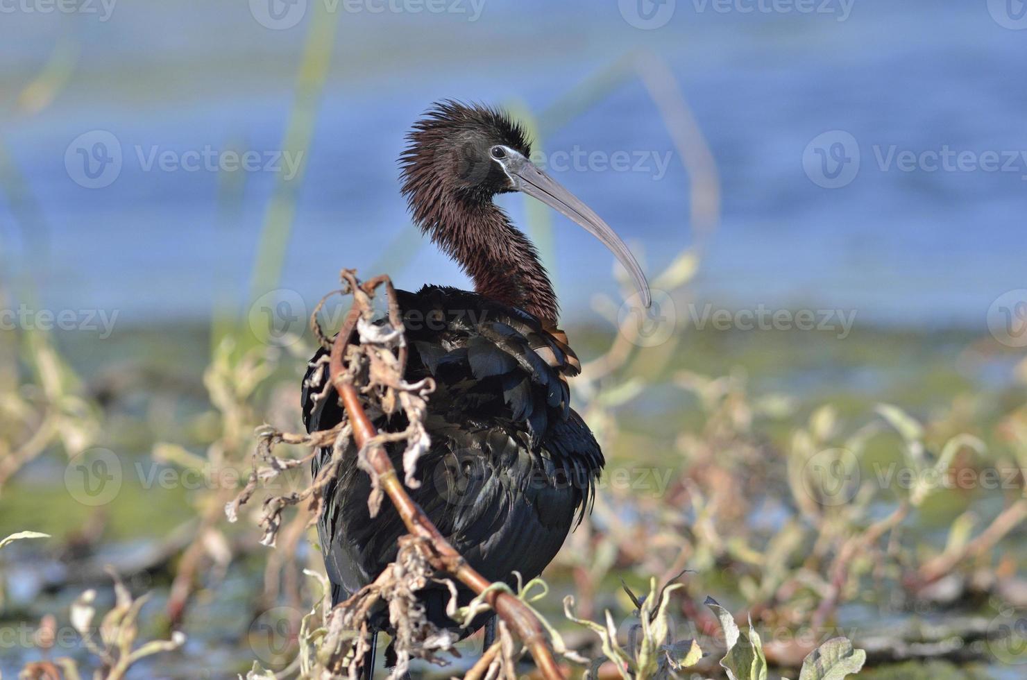 ibis lucido - plegadis falcinellus, creta foto