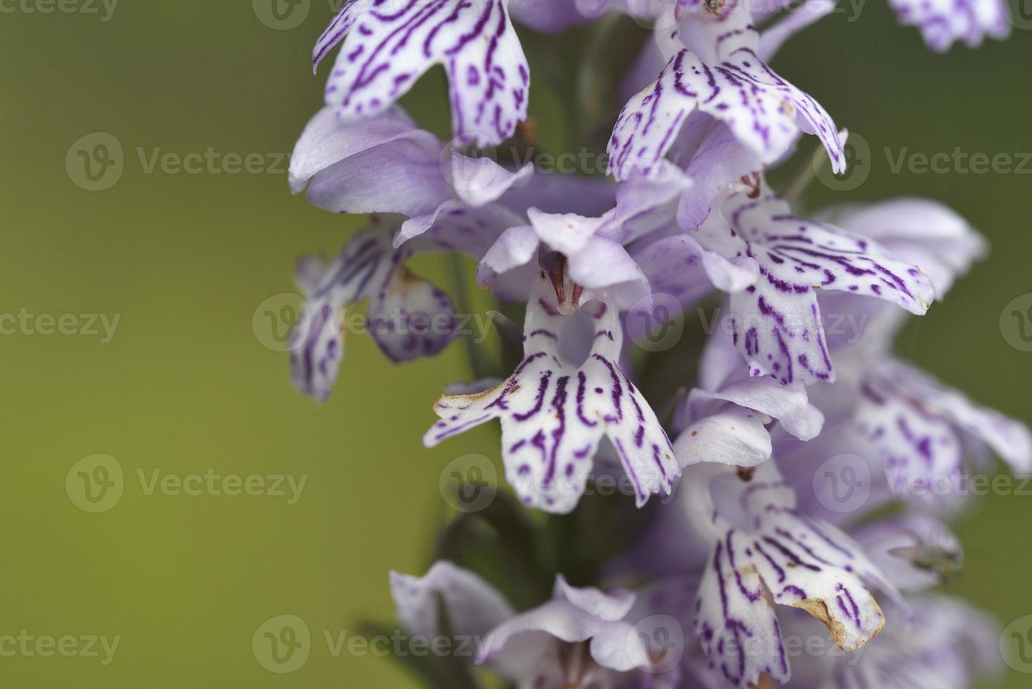 l'orchidea dactylorhiza saccifera, grecia foto