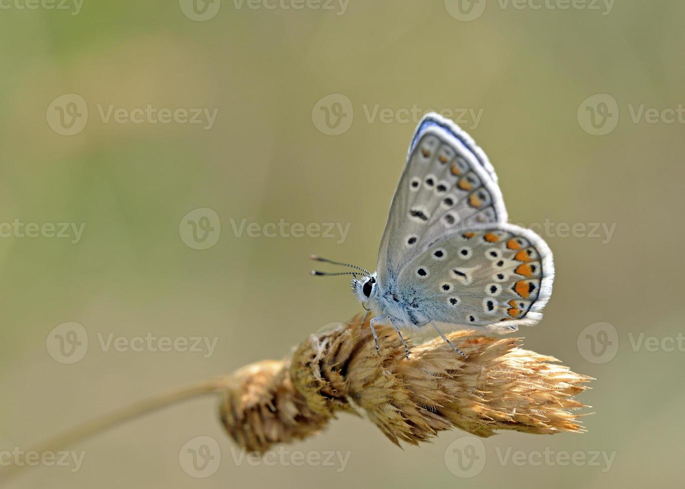 blu comune - polyommatus icarus, grecia foto