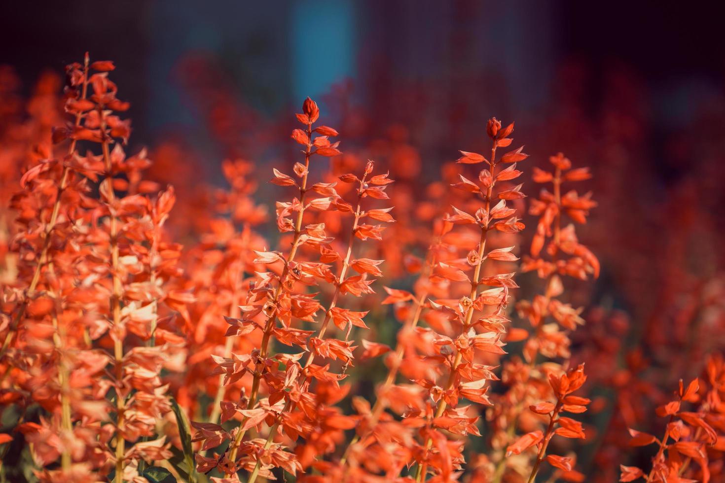 primo piano di fiori di salvia con sfondo sfocato foto