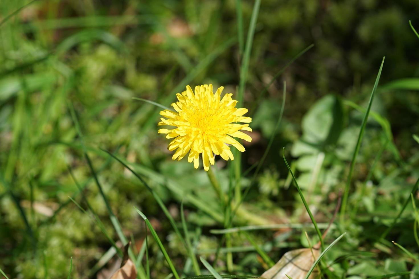 fiore di tarassaco giallo con sfondo di erba verde foto