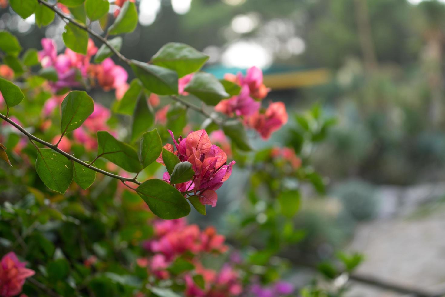 fiori di bouganville rosa con uno sfondo verde sfocato foto