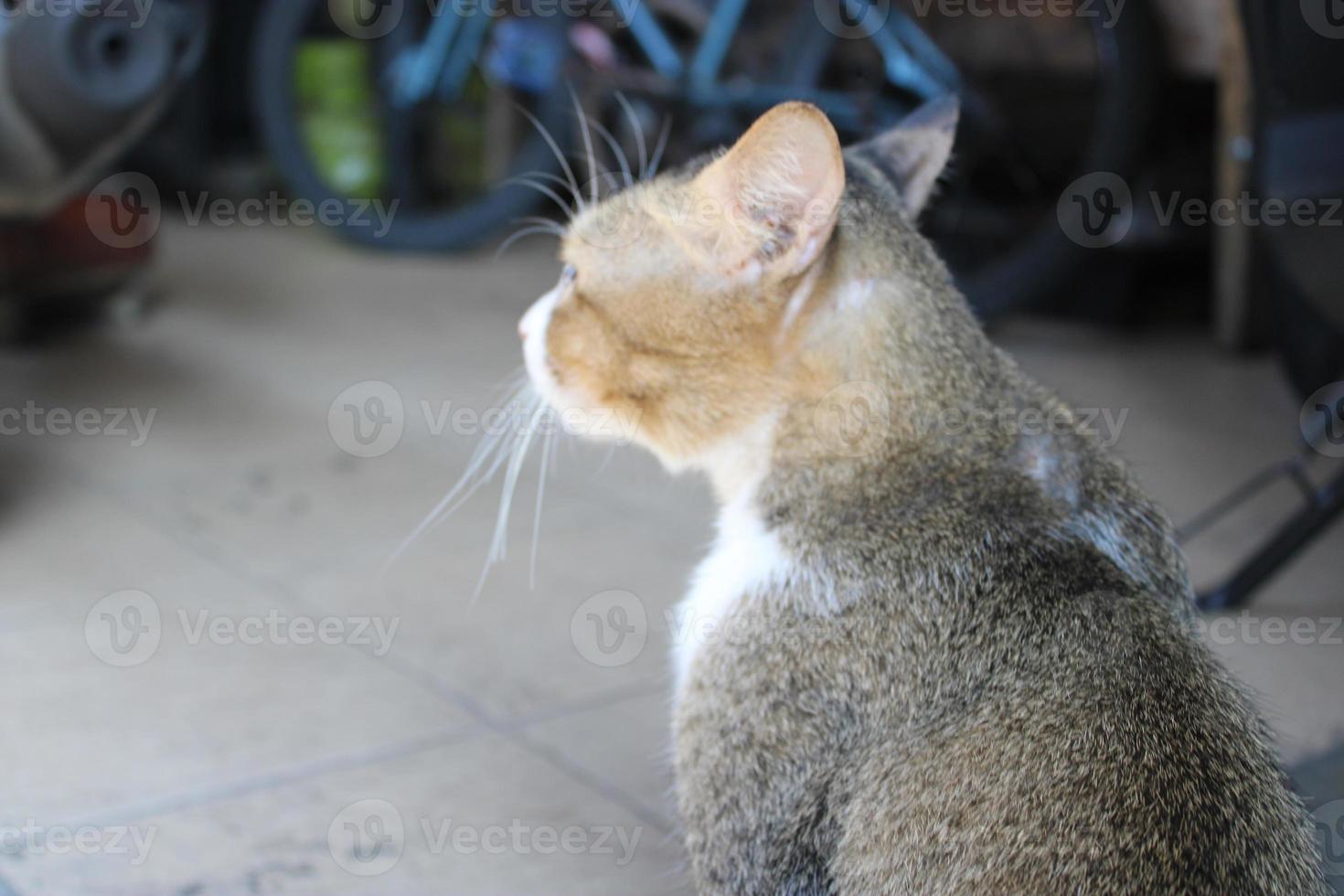 foto di un' gatto addormentato rilassato