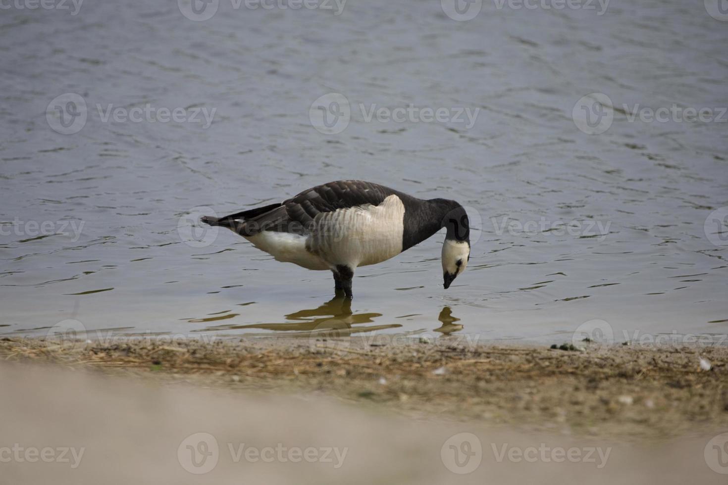 Oca su lago foto