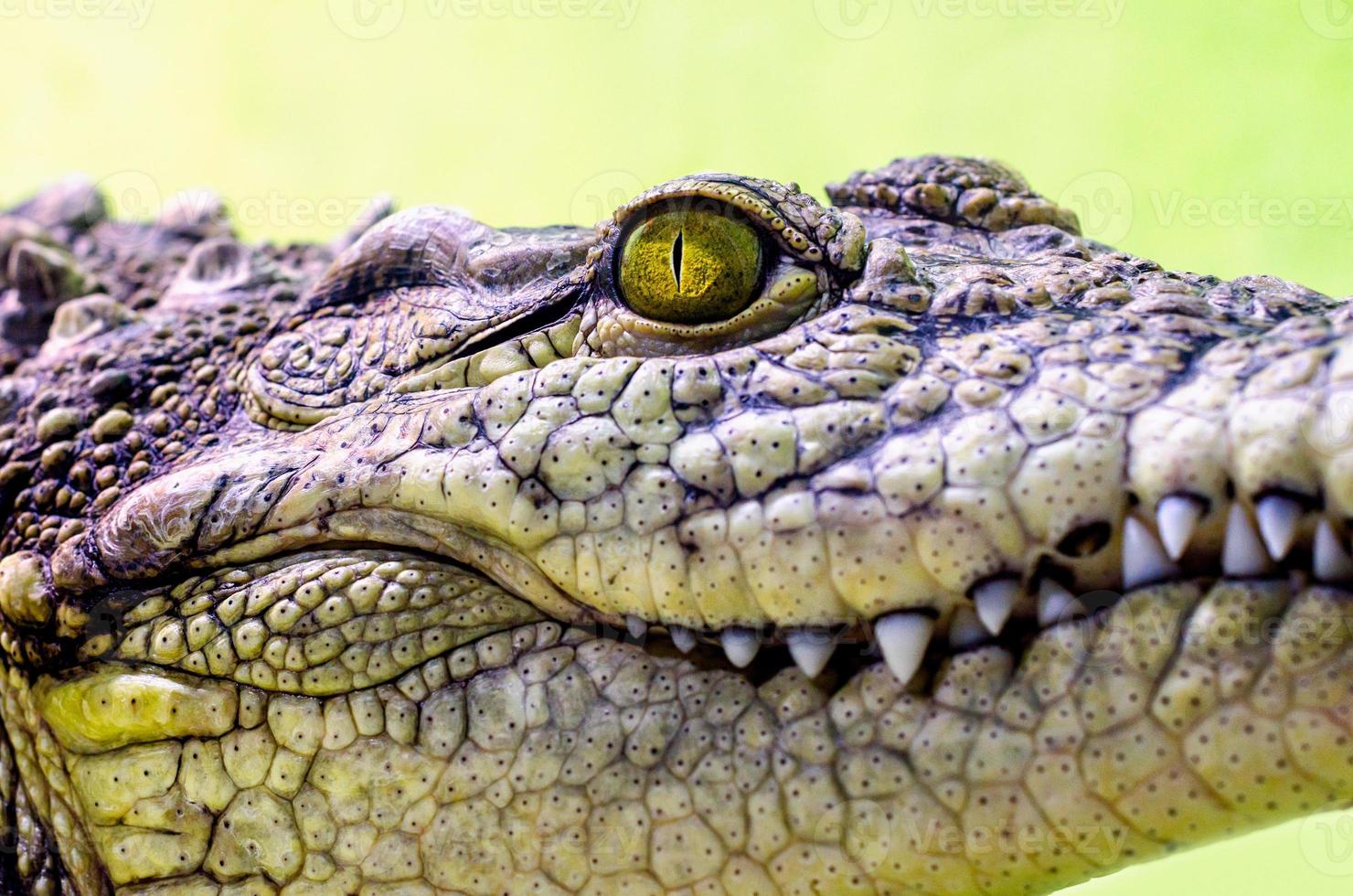 testa di coccodrillo con bocca a trentadue denti e occhi gialli da vicino foto