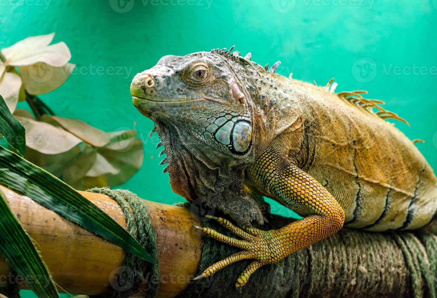 grande iguana su uno sfondo verde da vicino foto