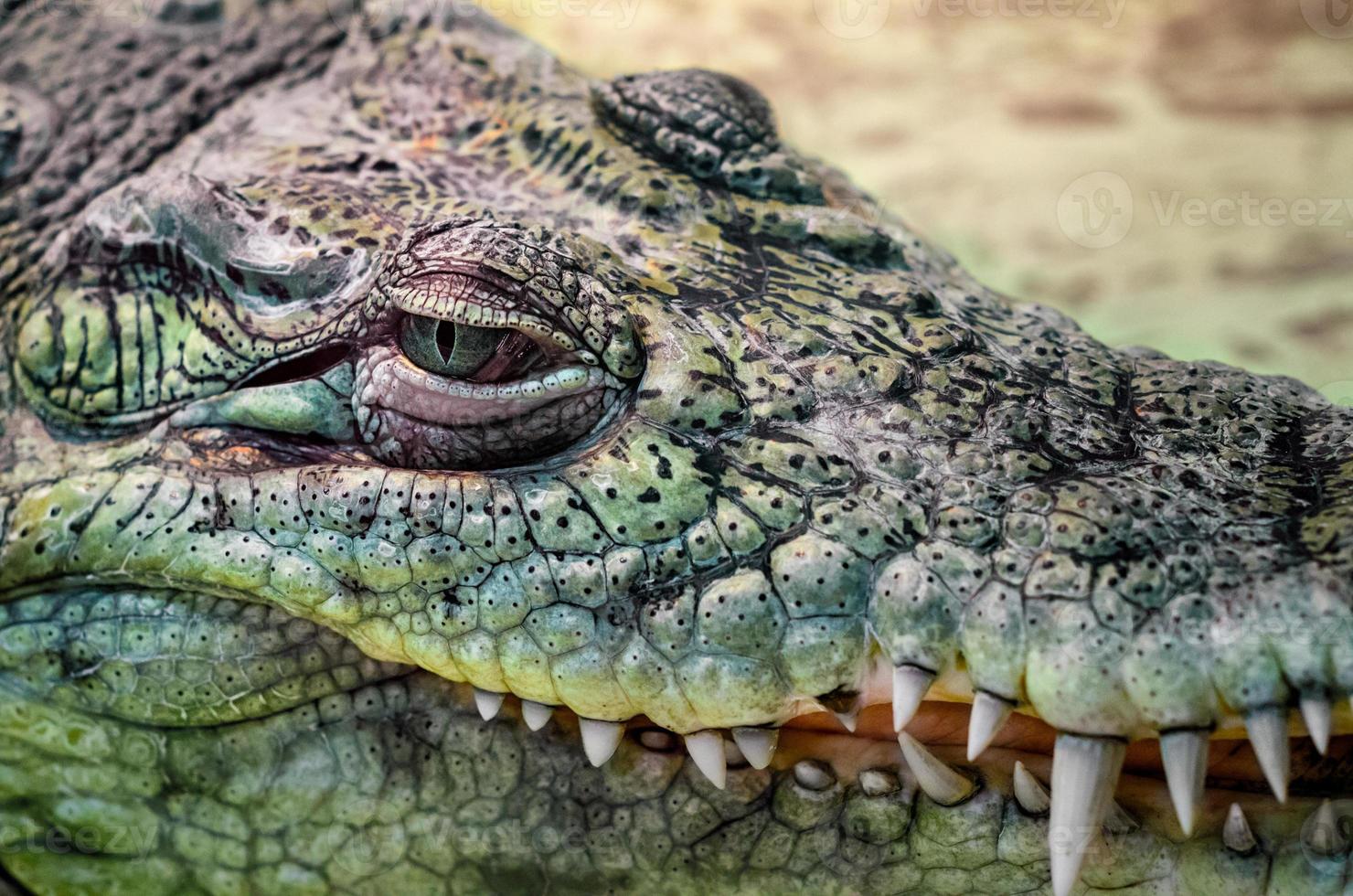 testa di coccodrillo con bocca a trentadue denti e occhio verde da vicino su uno sfondo giallo foto