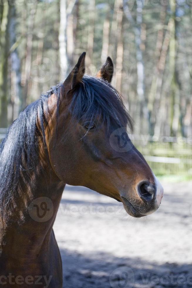 cavallo nel il perno foto