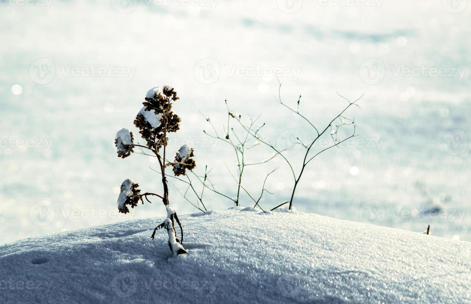 fiori secchi in un cumulo di neve inverno, sfondo clima freddo si chiuda foto