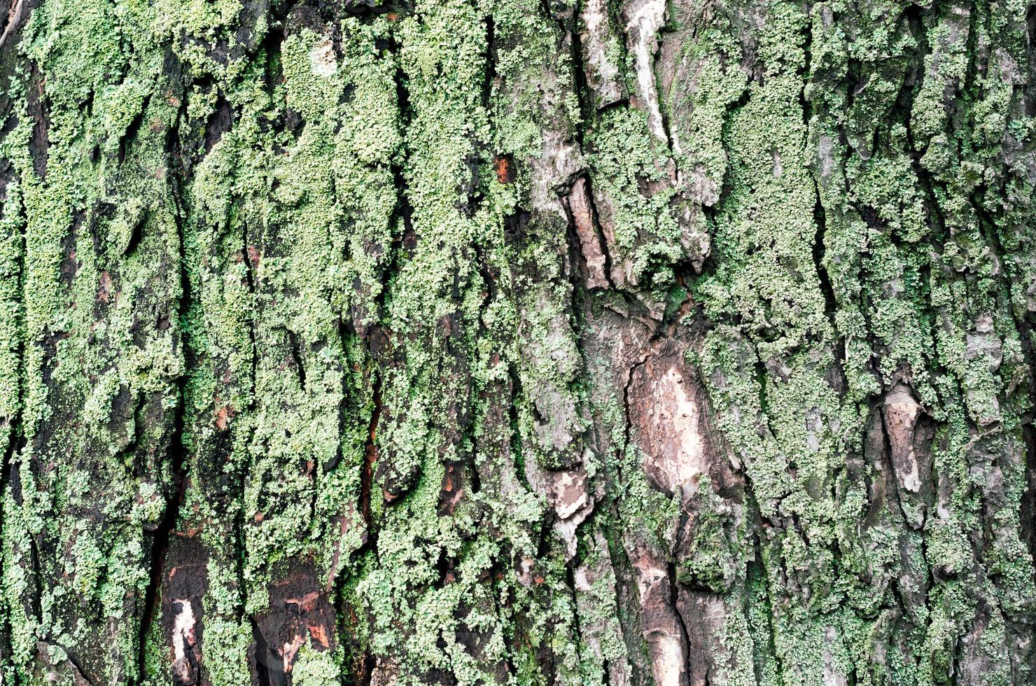 fondo in legno del tronco di albero di acero con muschio verde foto