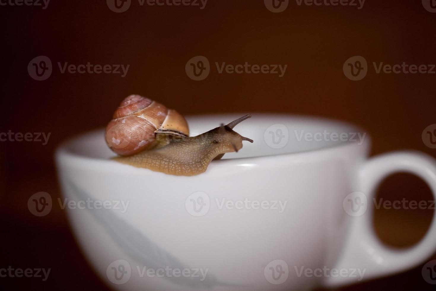 un' piccolo lumaca vagare su un' bianco tazza foto