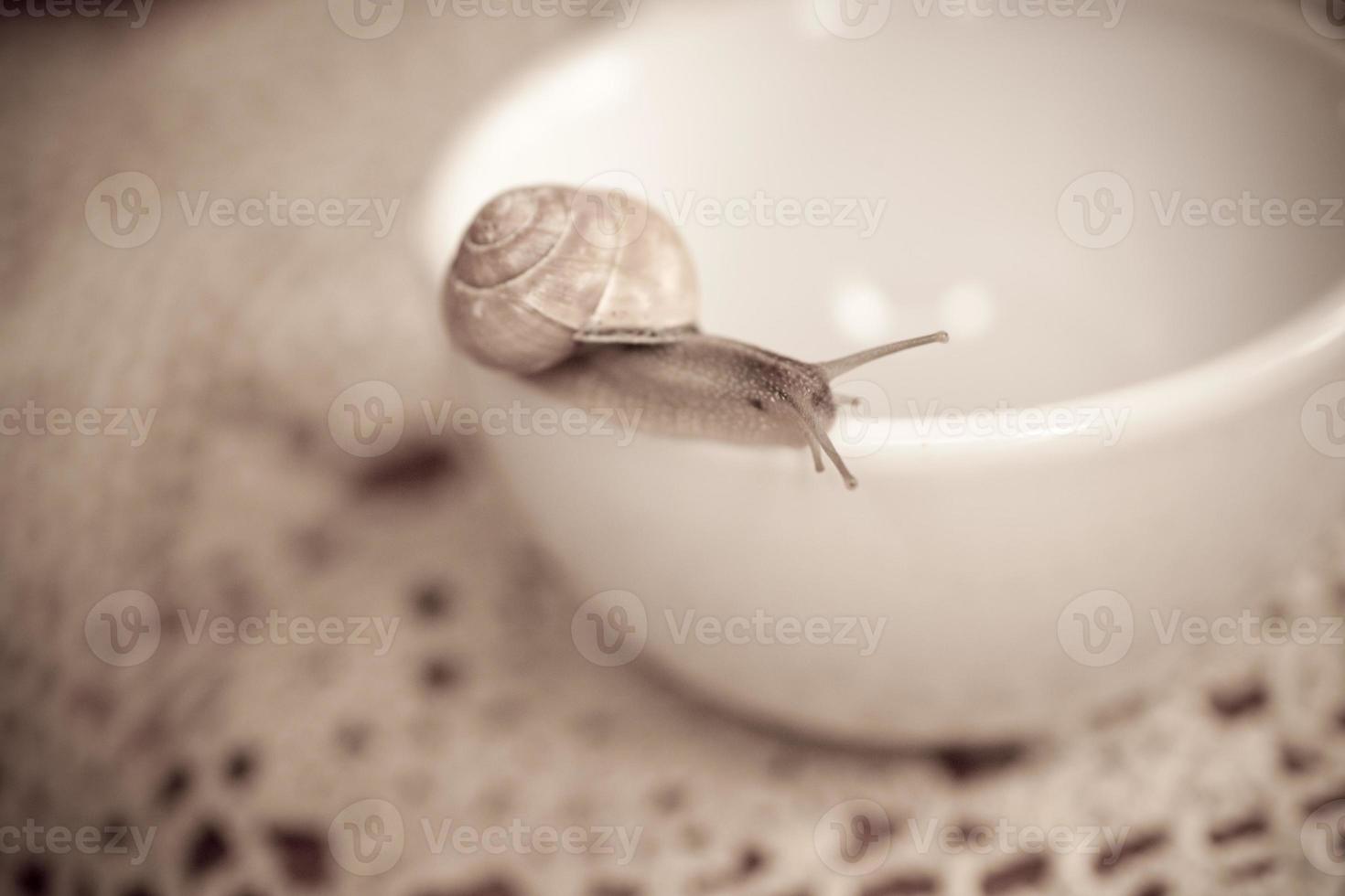 un' piccolo lumaca vagare su un' bianca tazza foto