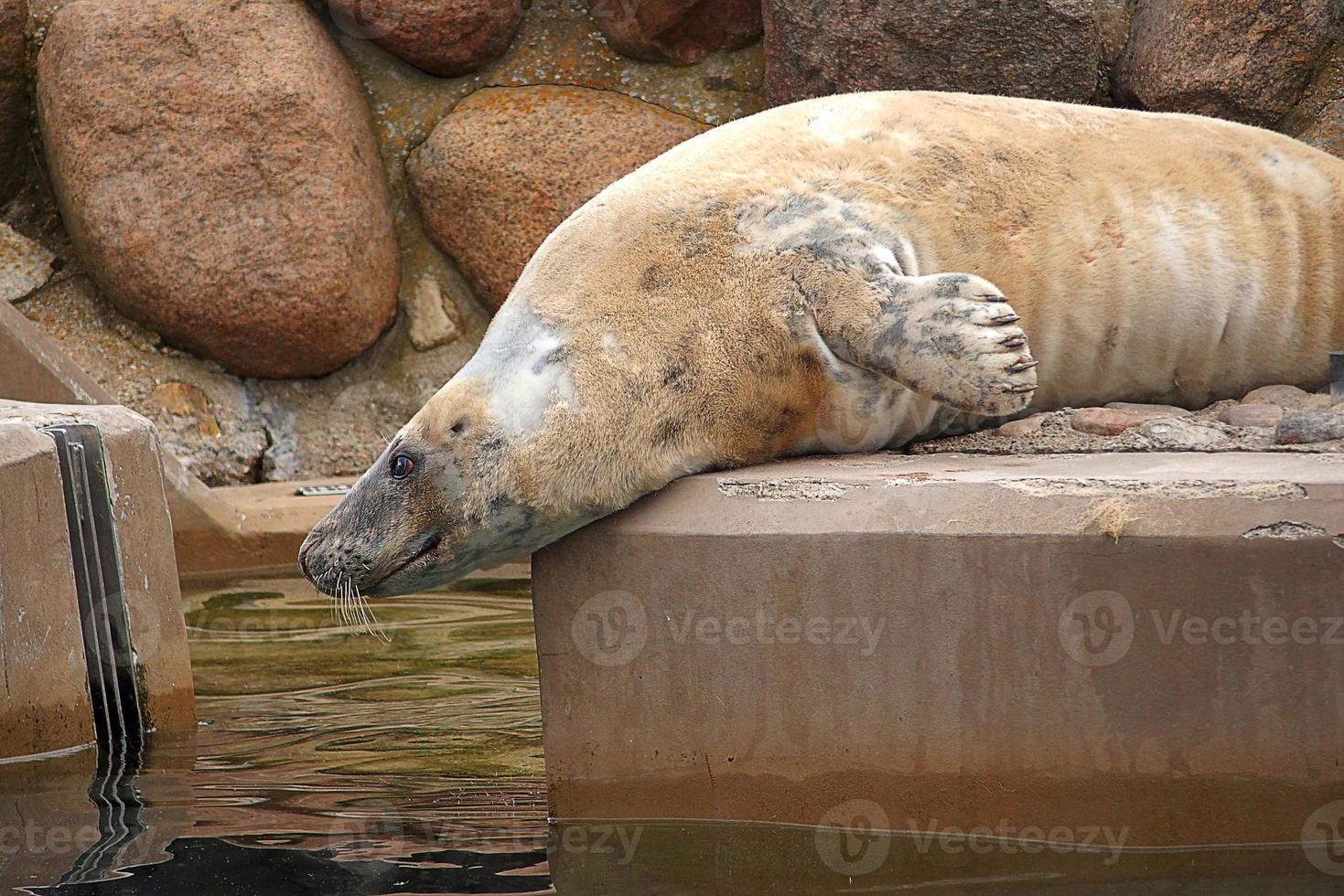 giocando salvato foca nel un' zoo nel Polonia foto