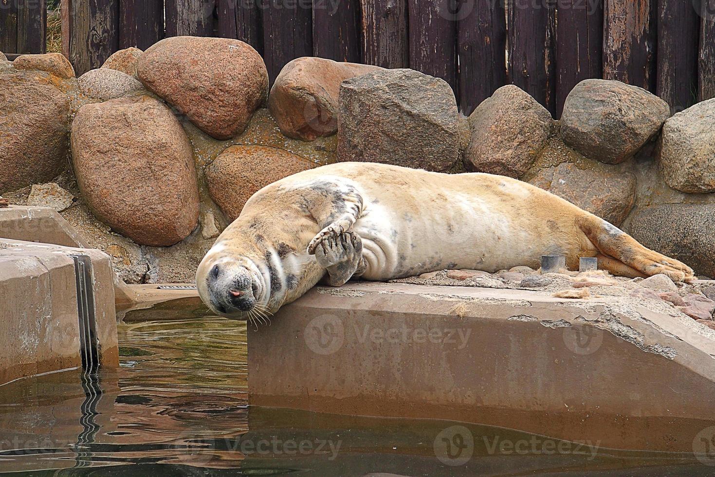 giocando salvato foca nel un' zoo nel Polonia foto