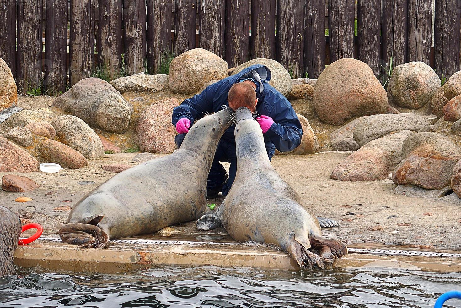 giocando salvato foca nel un' zoo nel Polonia foto