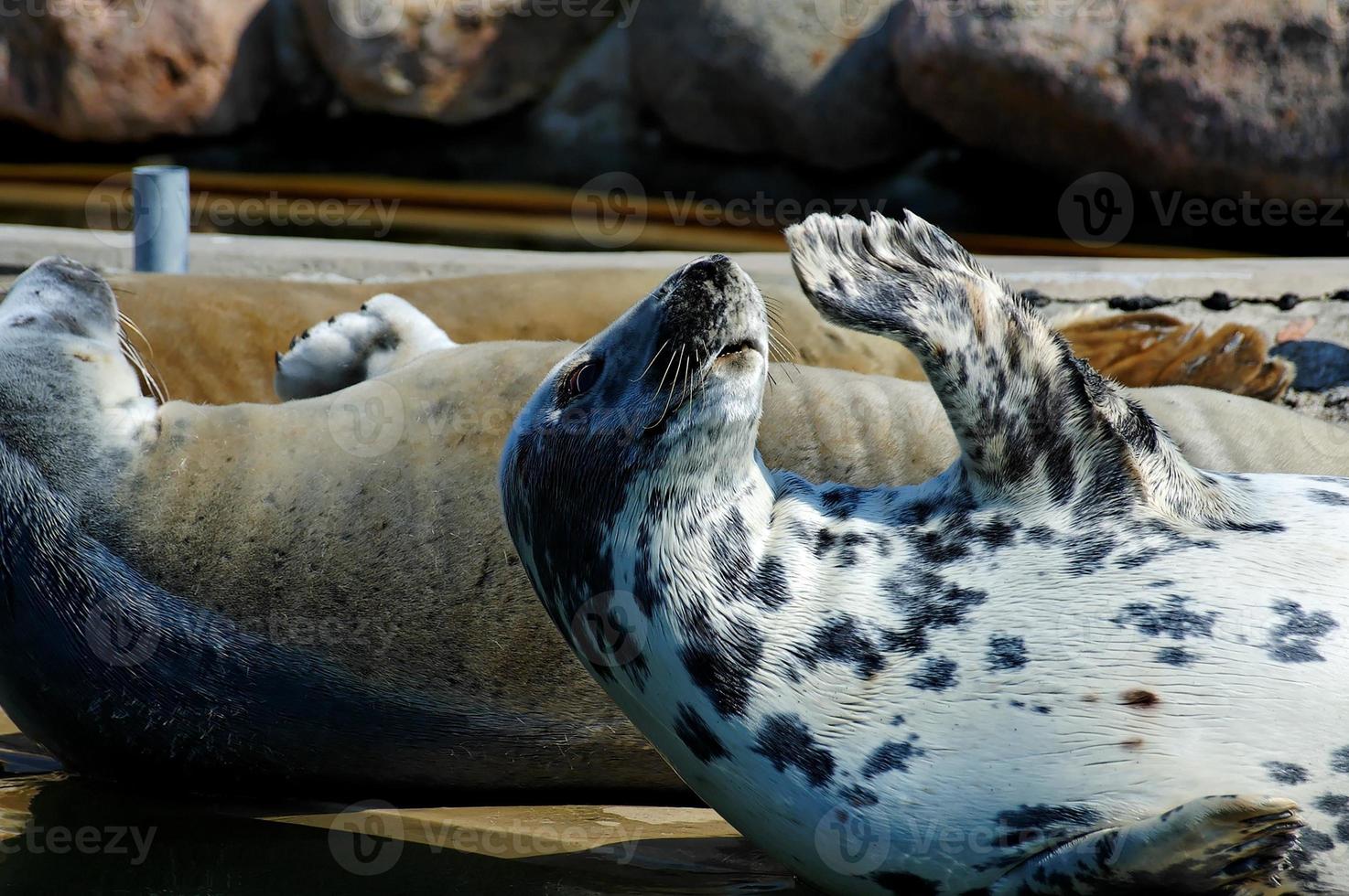 giocando salvato foca nel un' zoo nel Polonia foto