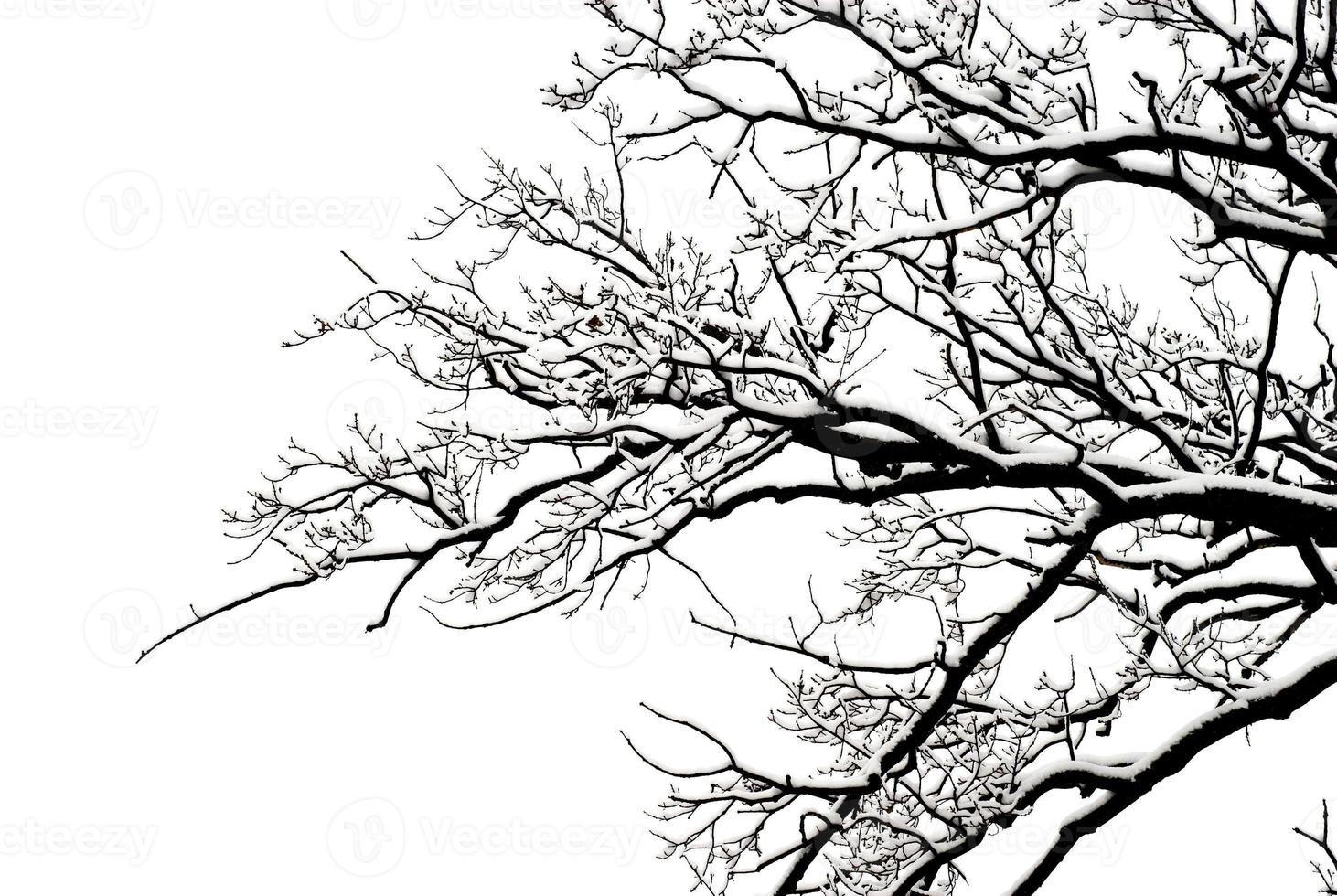 inverno albero sfondo foto