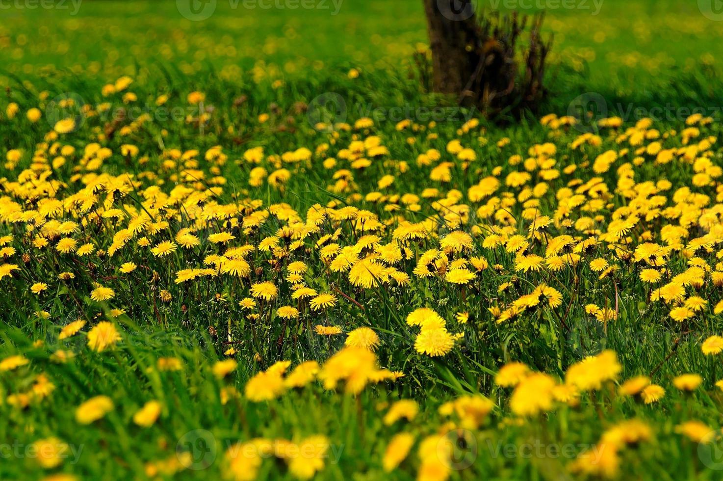 dente di leone prato sfondo foto